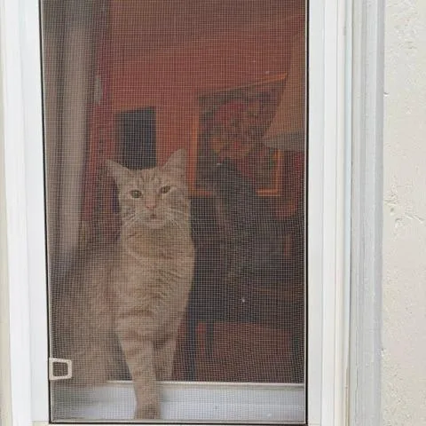 A young medium-sized male Orange / Red Domestic Short Hair cat named Hash Slinging Slasher for adoption in St. Paul, MN