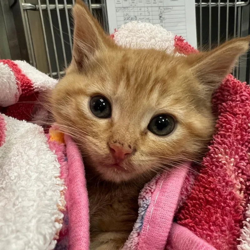 A baby small-sized male Domestic Long Hair cat named Poe for adoption in Tacoma, WA