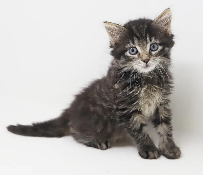 Larry is a baby thumbnail 3