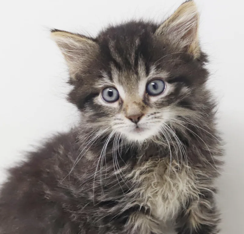 Larry is a baby thumbnail 4