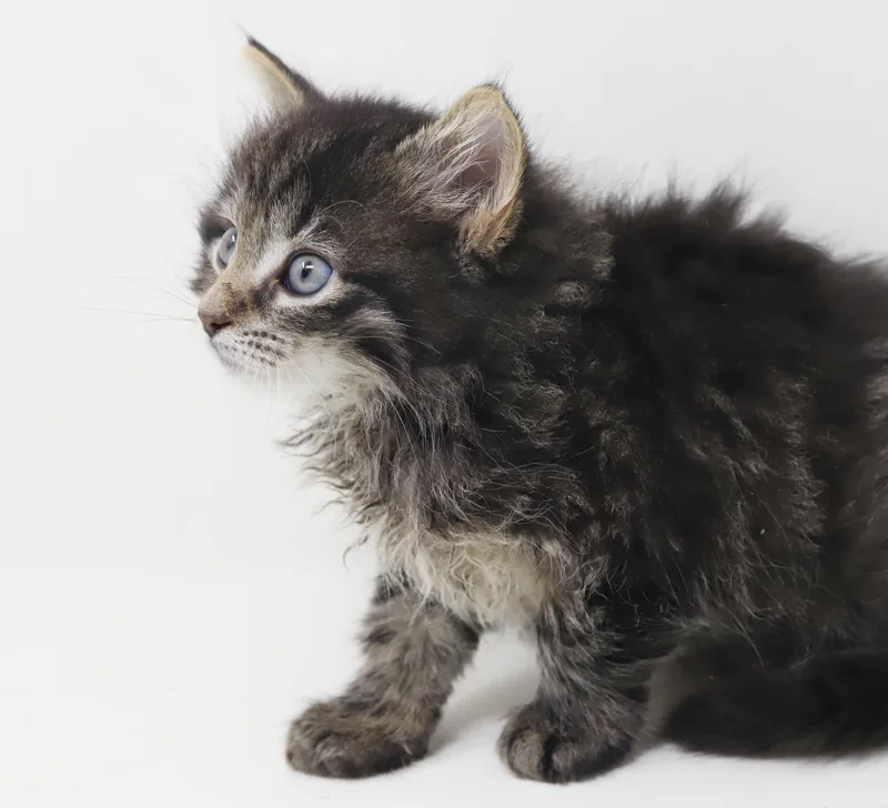 Larry is a baby thumbnail 5