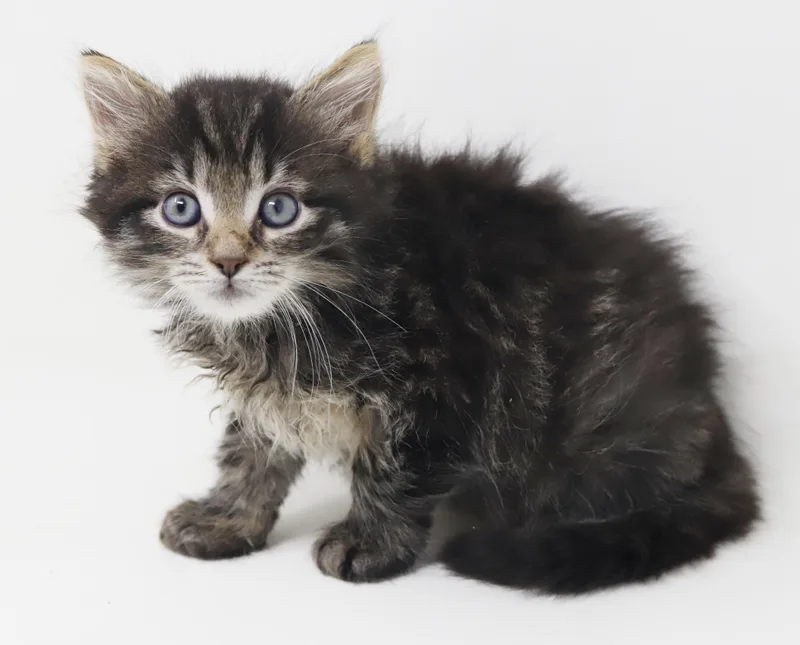 Larry is a baby thumbnail 6
