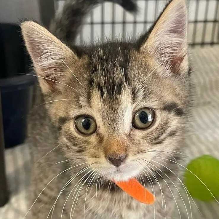 Edelbrock thumbnail 3