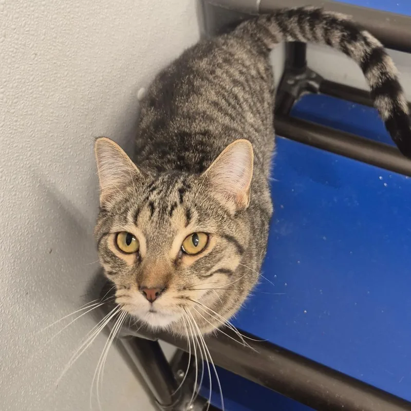 Edelbrock thumbnail 4