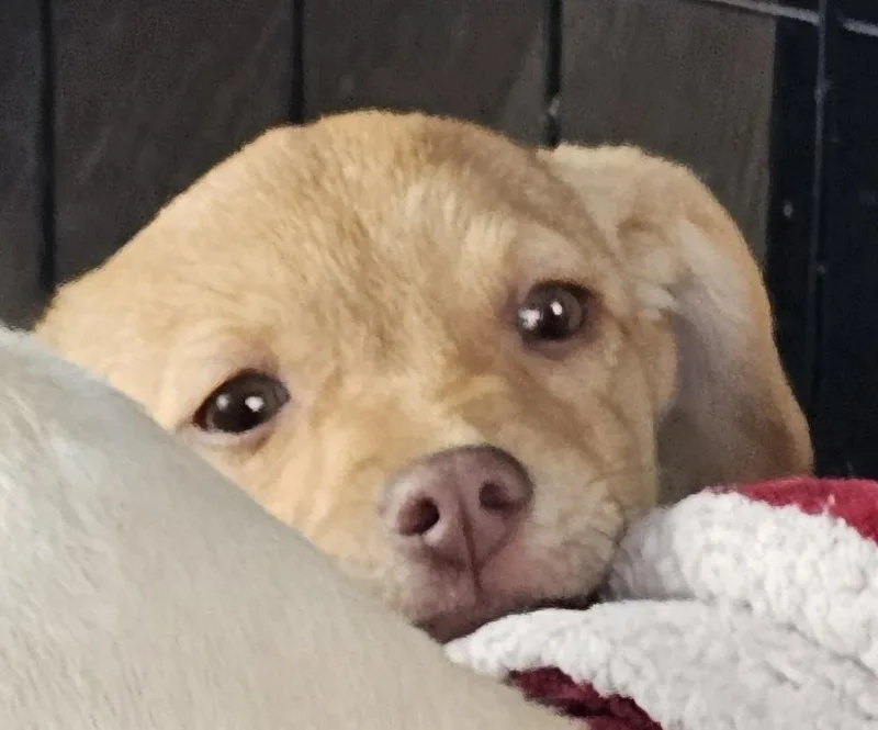 Cinnabon thumbnail 3