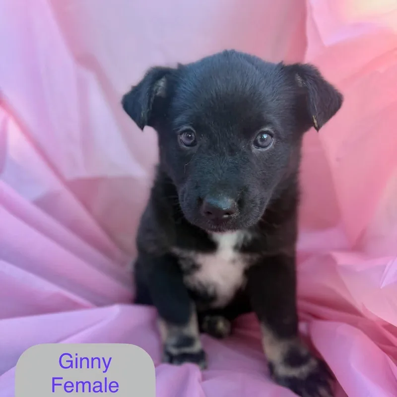 Ginny