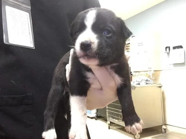 A baby small-sized male German Shepherd Dog dog named Dodger for adoption in Riverside, CA