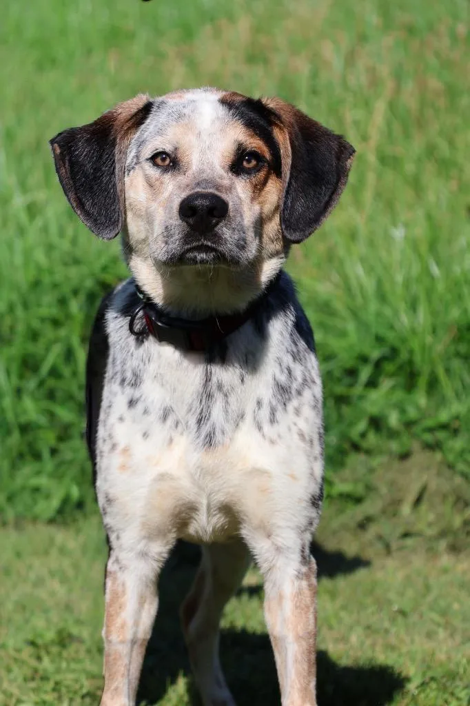 A baby medium-sized male Mixed Breed dog named Charlie for adoption in Columbia, TN