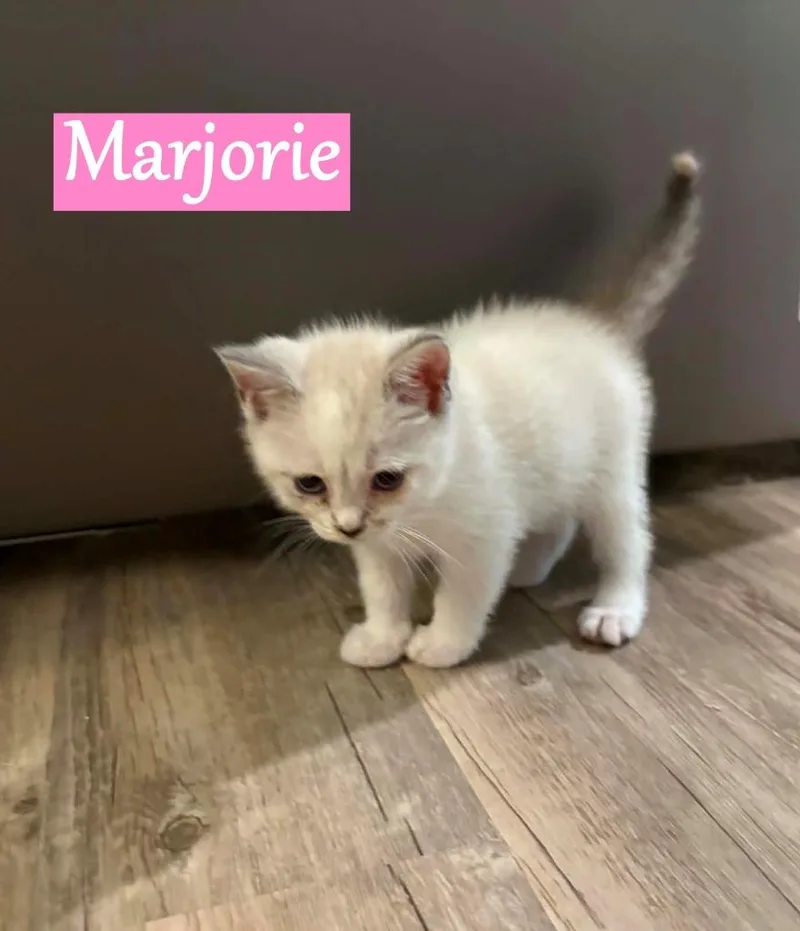 A baby medium-sized female Domestic Short Hair cat named Marjorie for adoption in Hoover , AL