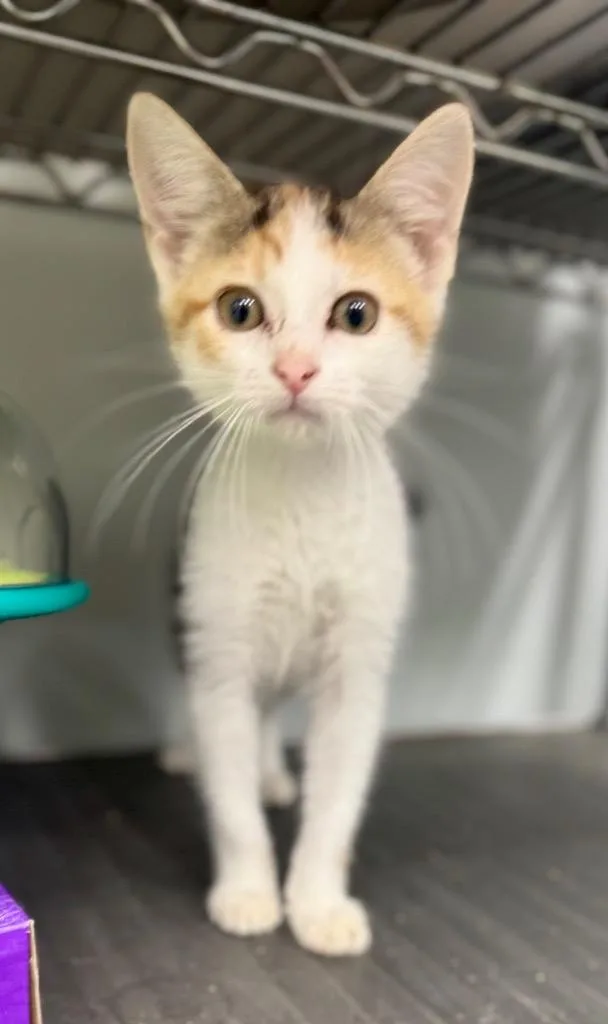 A baby medium-sized female Domestic Short Hair cat named Sarah for adoption in Danielsville, GA
