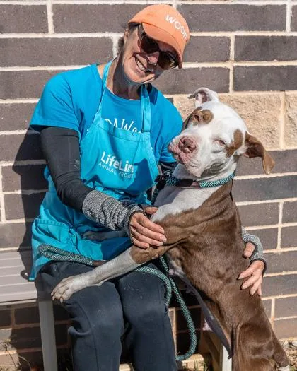 An adult large-sized female Mixed Breed dog named GingerAle for adoption in Chamblee, GA