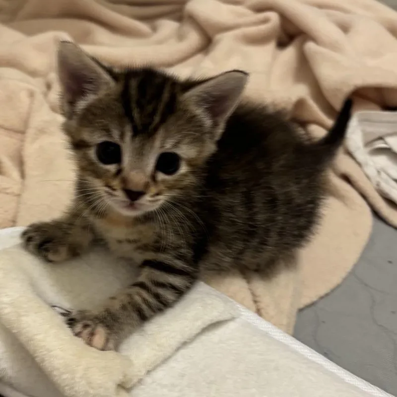 A baby small-sized female Gray / Blue / Silver Domestic Short Hair cat named Clover for adoption in Greensboro, GA