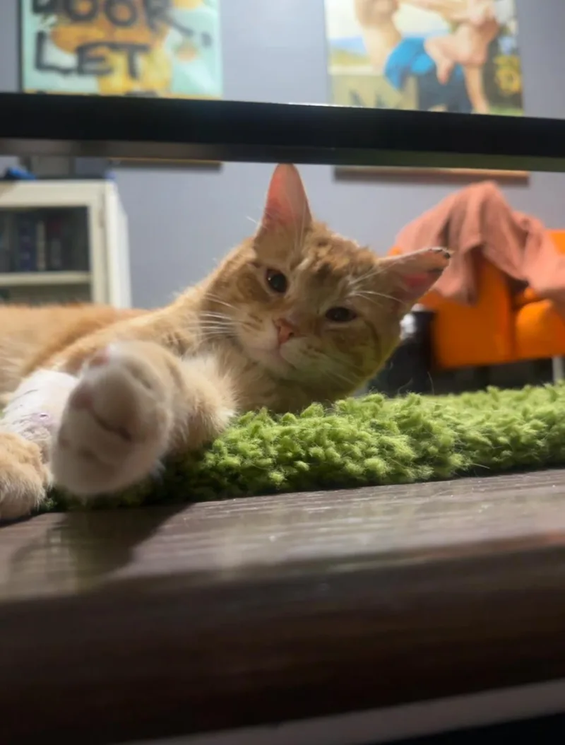 James Van Der Purr thumbnail 2