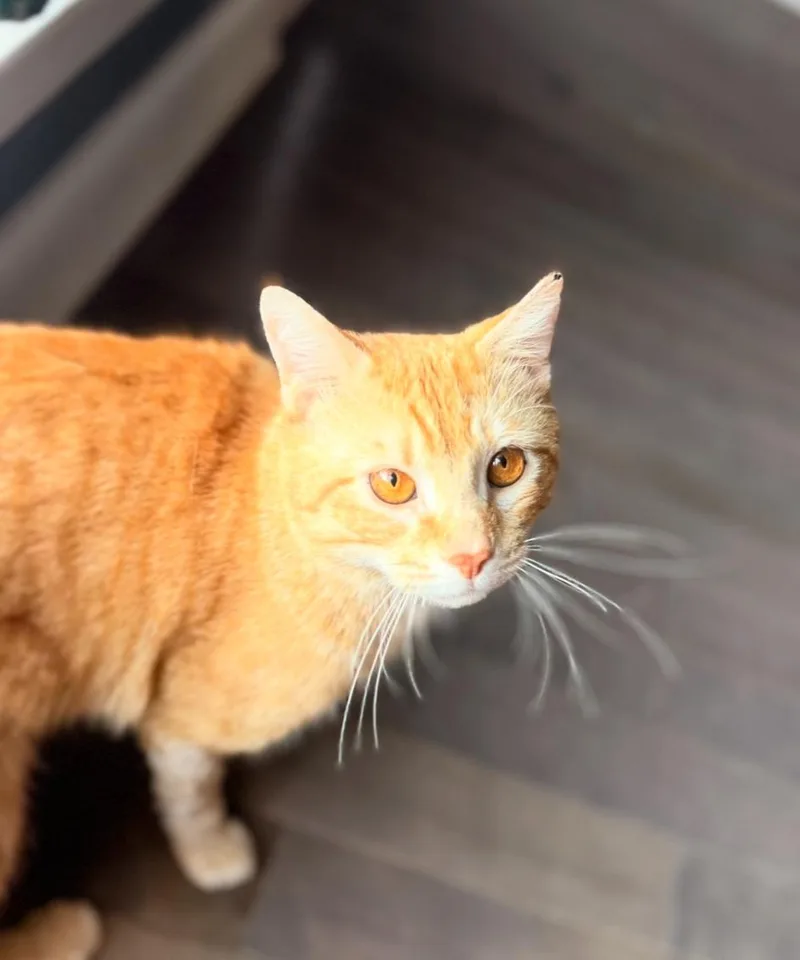 James Van Der Purr thumbnail 3