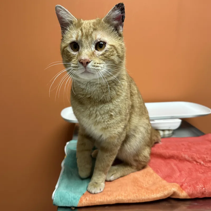 James Van Der Purr thumbnail 4