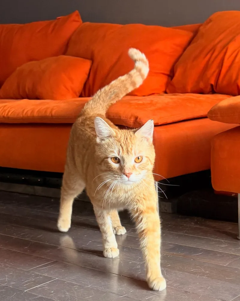 James Van Der Purr thumbnail 5