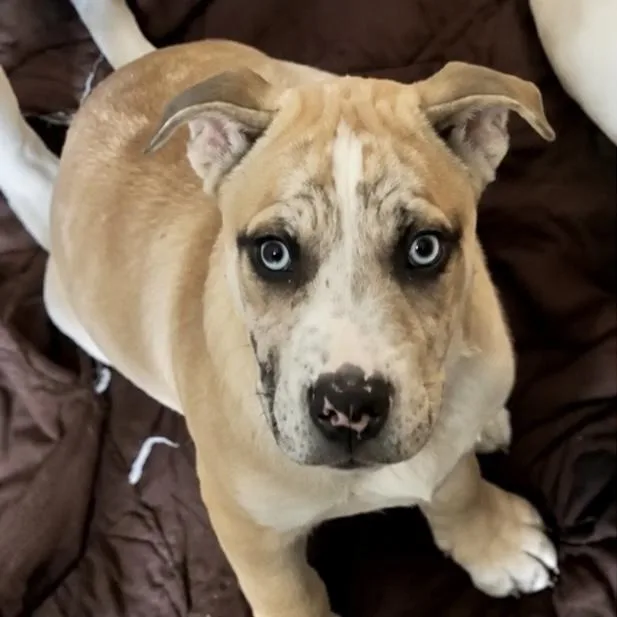 A baby medium-sized male Mixed Breed dog named Archie for adoption in Hillsborough, NJ
