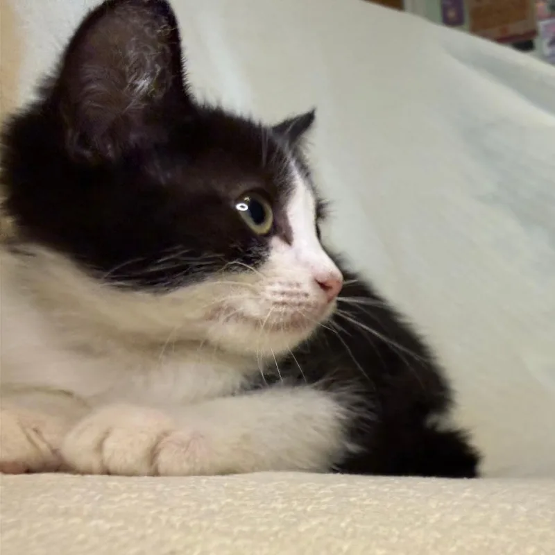 A baby small-sized female Black Domestic Short Hair cat named Odysseus for adoption in Austin, TX