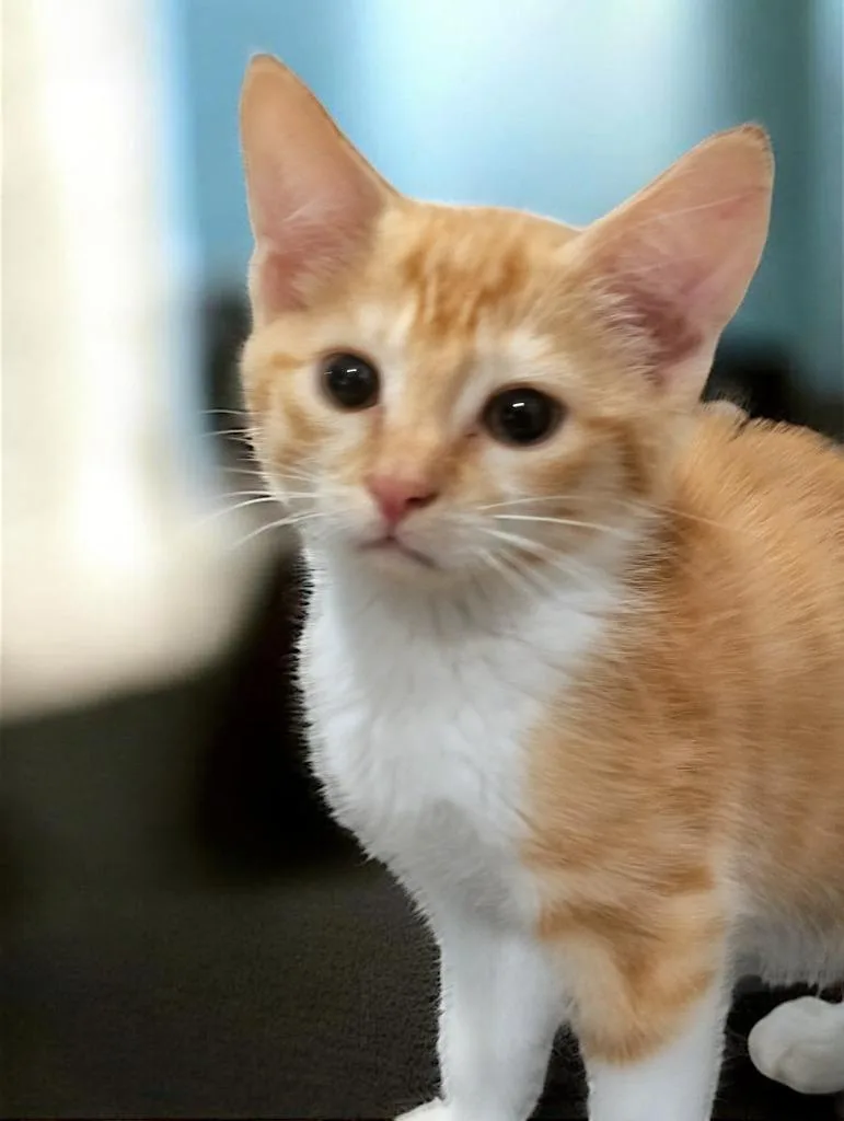 A baby medium-sized male Domestic Short Hair cat named Liam for adoption in Richland Hills, TX