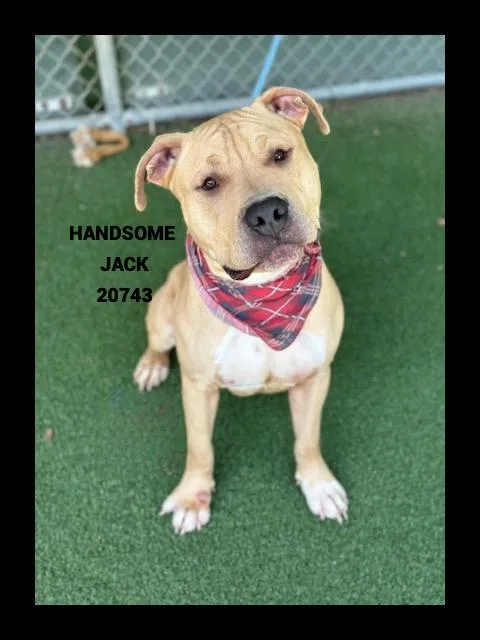 A young large-sized male Yellow / Tan / Blond / Fawn Pit Bull Terrier dog named Handsome Jack for adoption in Marietta, GA