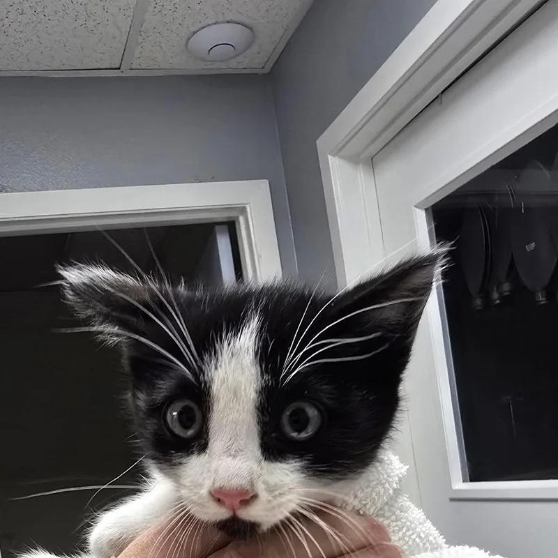 A baby small-sized female Black Domestic Short Hair cat named Vivannie for adoption in Fort Bragg, CA