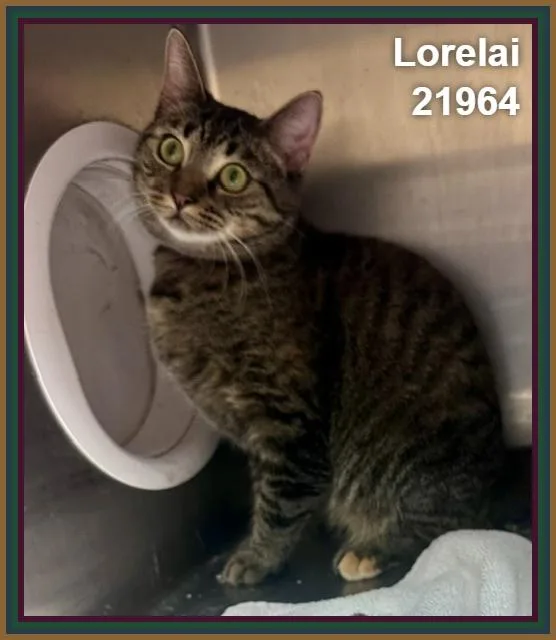 A young medium-sized female Tabby (Brown / Chocolate) Domestic Short Hair cat named Lorelai for adoption in Marietta, GA
