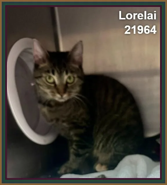 Lorelai thumbnail 3
