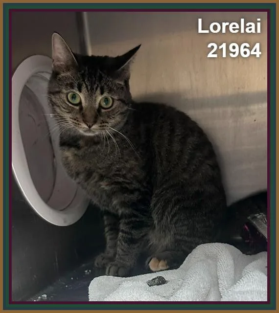 Lorelai thumbnail 4