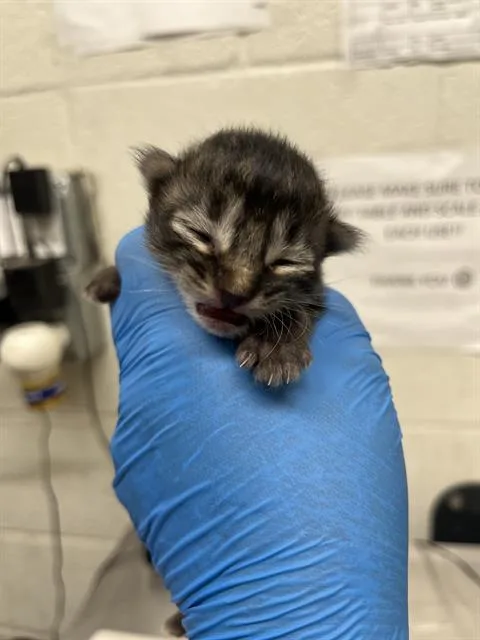 A baby small-sized male Domestic Short Hair cat named Chowder for adoption in Chula Vista, CA