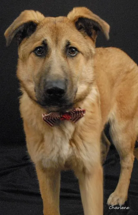 Banana Puddin'