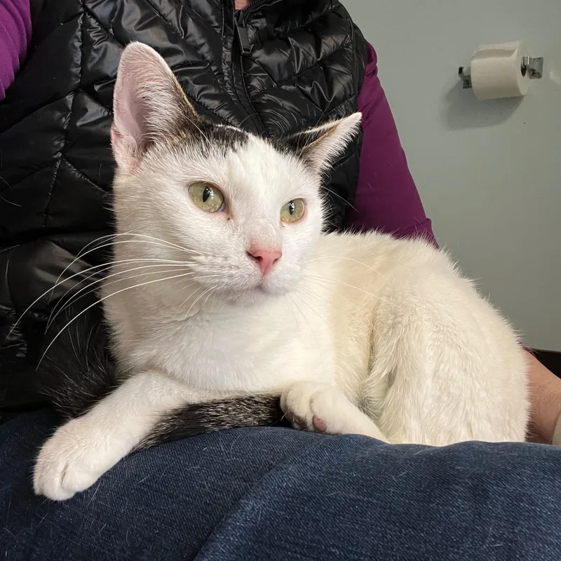 A young medium-sized female White Domestic Short Hair cat named Jolie for adoption in Grand Rapids, MI