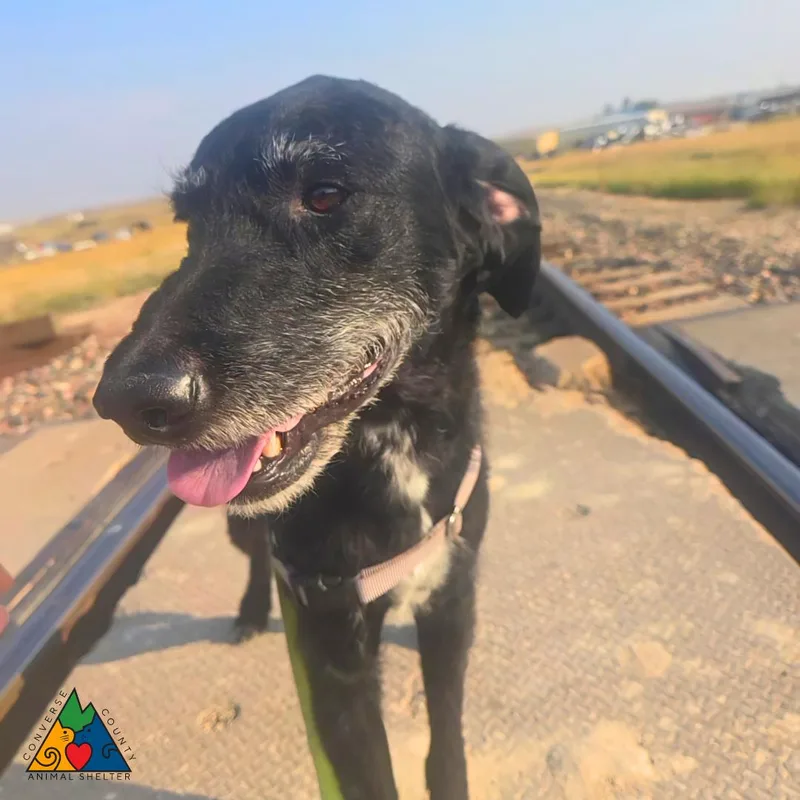 An adult medium-sized male Black German Wirehaired Pointer dog named Gir for adoption in Douglas, WY