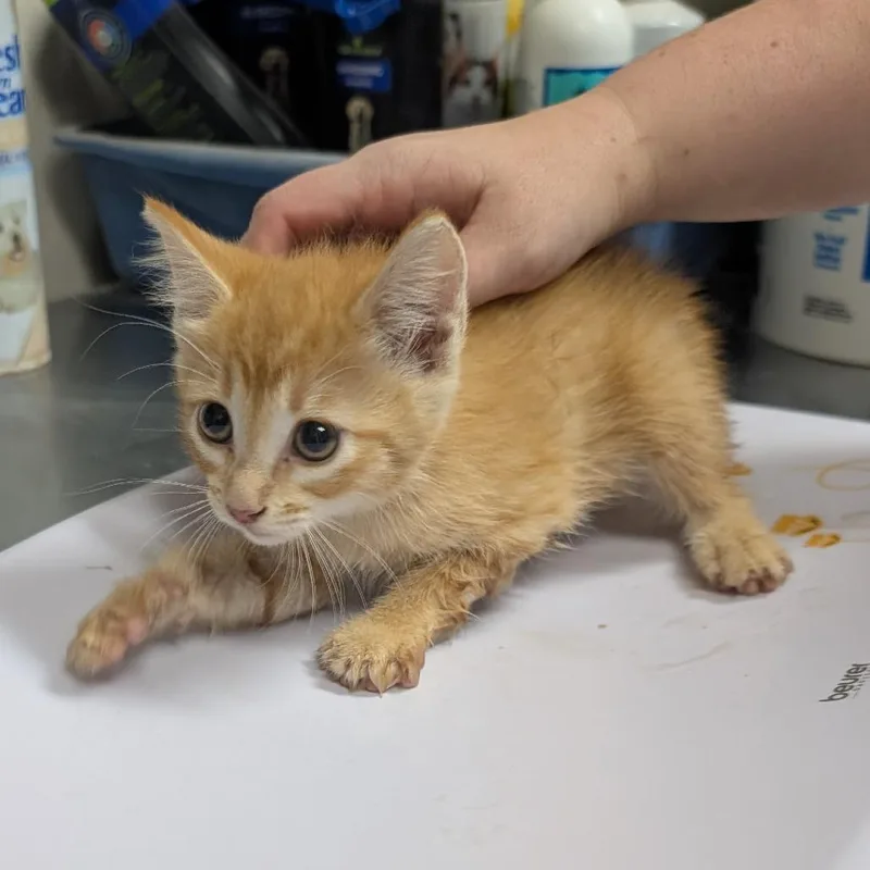 A baby small-sized female Orange / Red Domestic Short Hair cat named Ruby for adoption in Bryan, TX