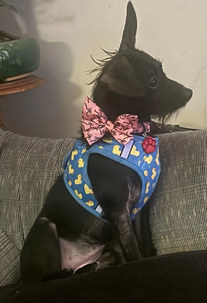 Pshghetti  Tik Tok thumbnail 2