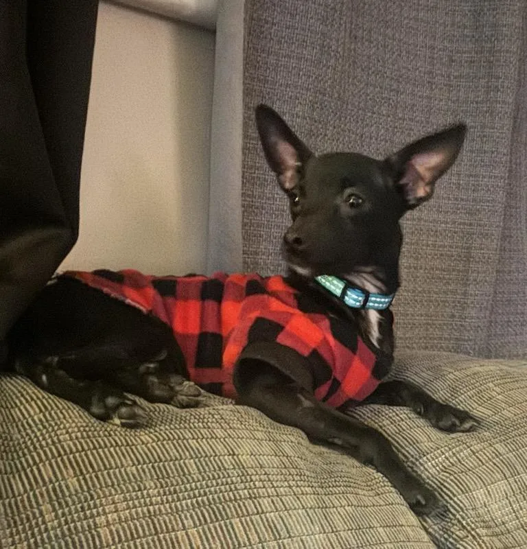 Pshghetti  Tik Tok thumbnail 3