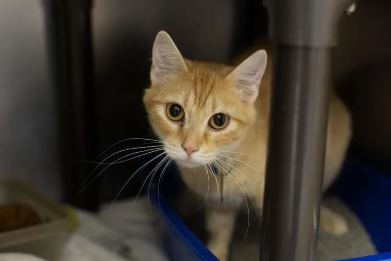 Feona