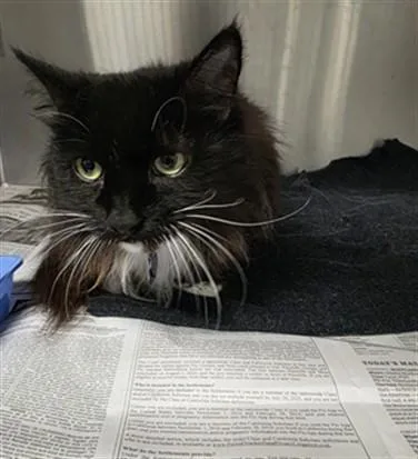 An adult large-sized female Domestic Long Hair cat named Stella for adoption in Los Angeles, CA