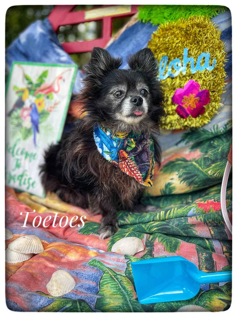 An adult small-sized male Pomeranian dog named Toetoes for adoption in Sebring, FL