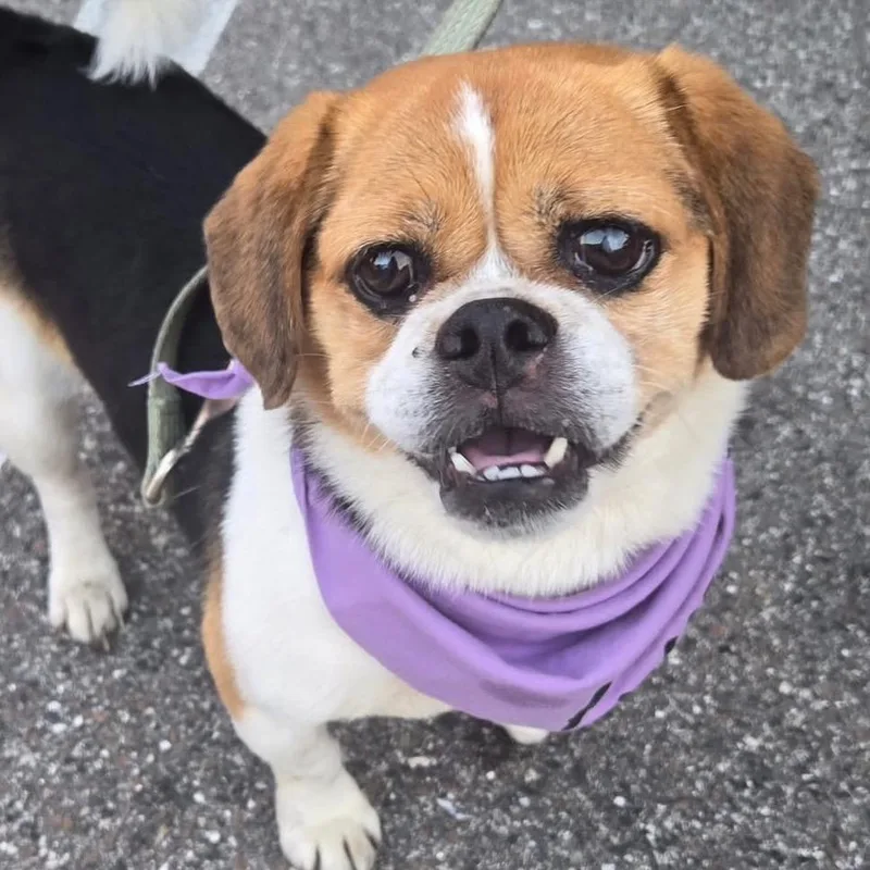 Bella Brava thumbnail 5