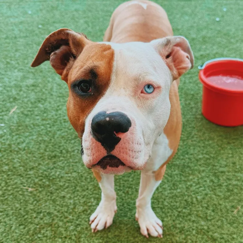 Appletater thumbnail 2