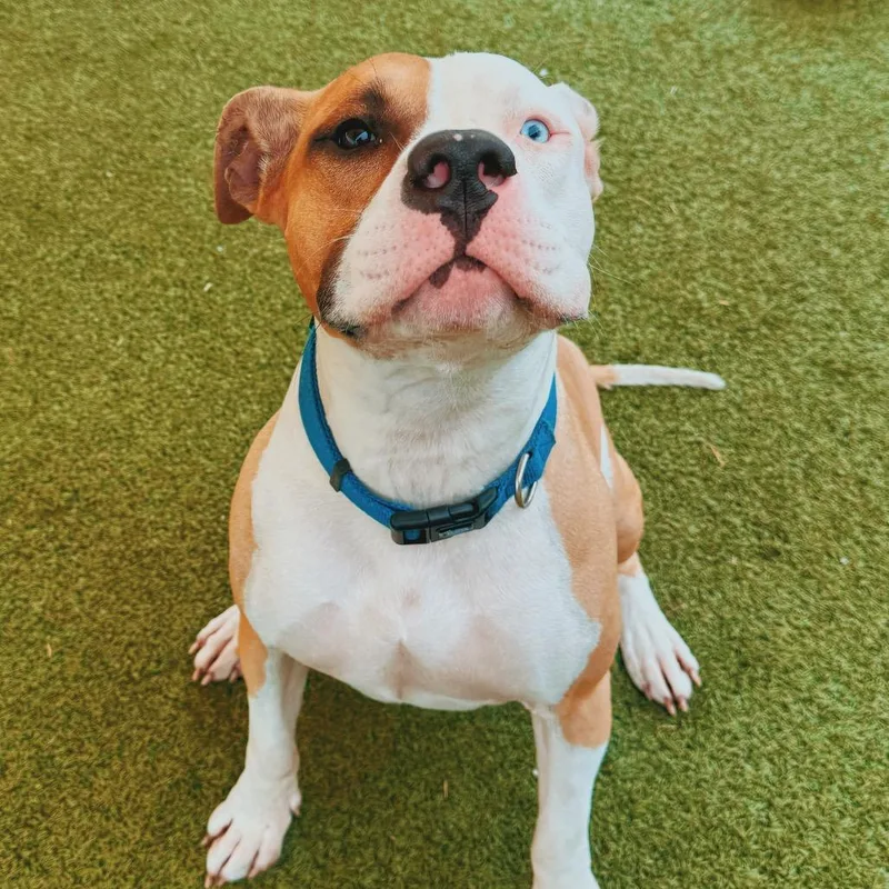 Appletater thumbnail 3