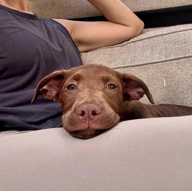 A baby medium-sized female Brown / Chocolate Mixed Breed dog named Kennedy for adoption in Valley Stream, NY