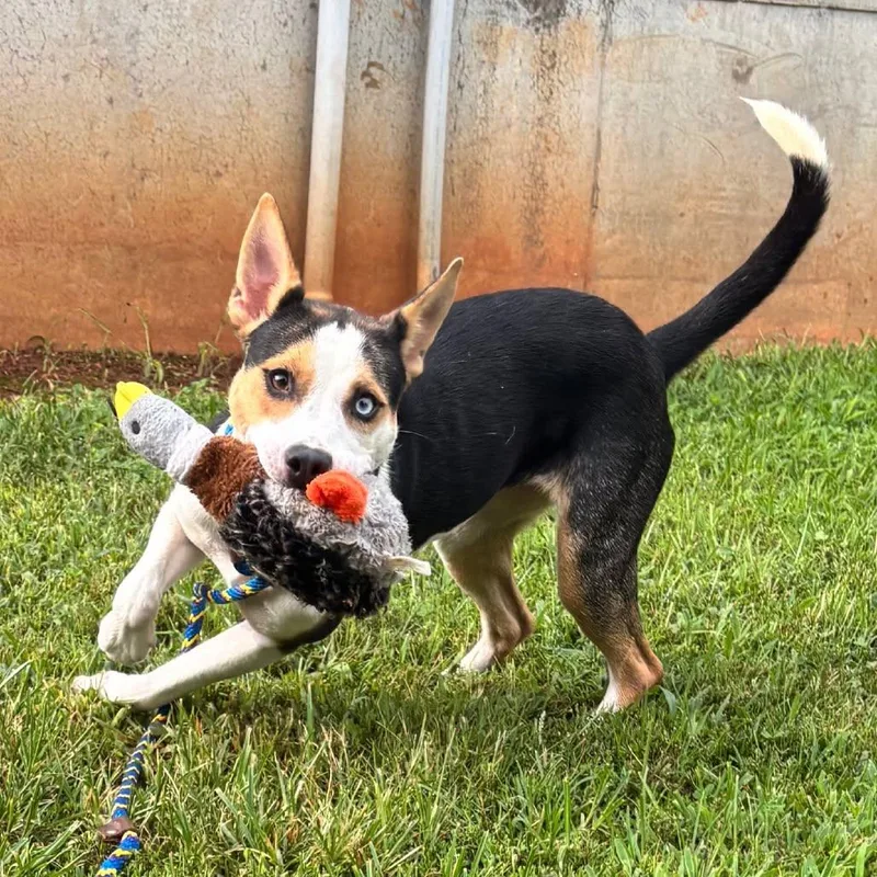A young medium-sized female Mixed Breed dog named Lyra for adoption in Shelburne, VT