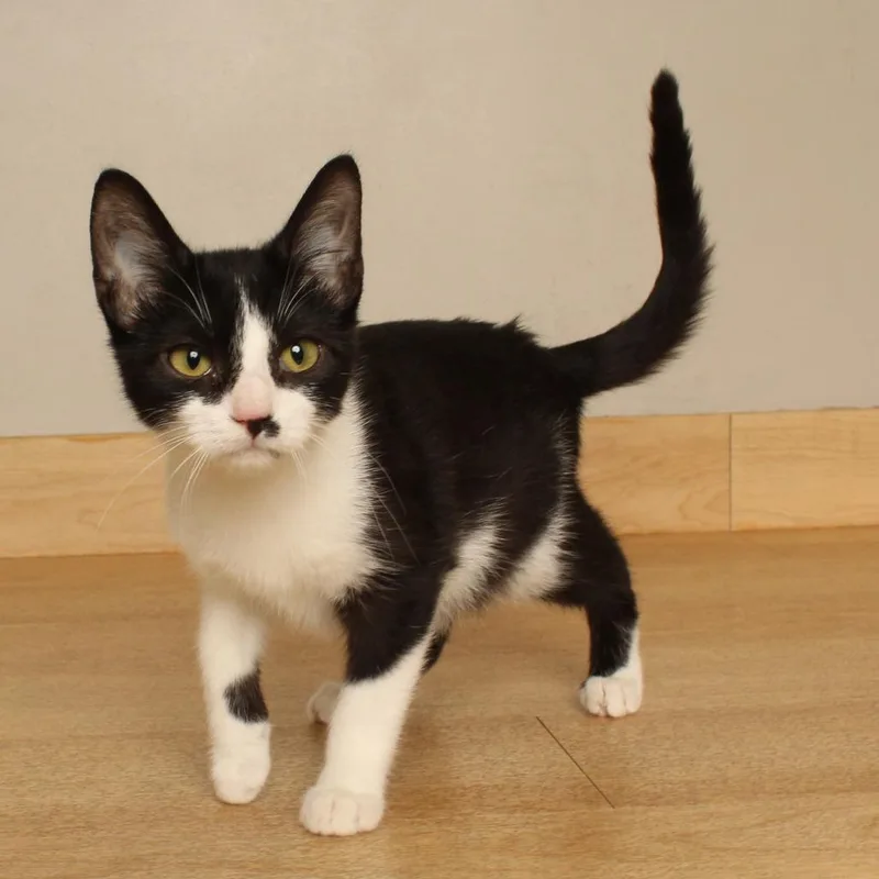 A baby small-sized male Black Domestic Short Hair cat named Doc C for adoption in Minnetonka, MN