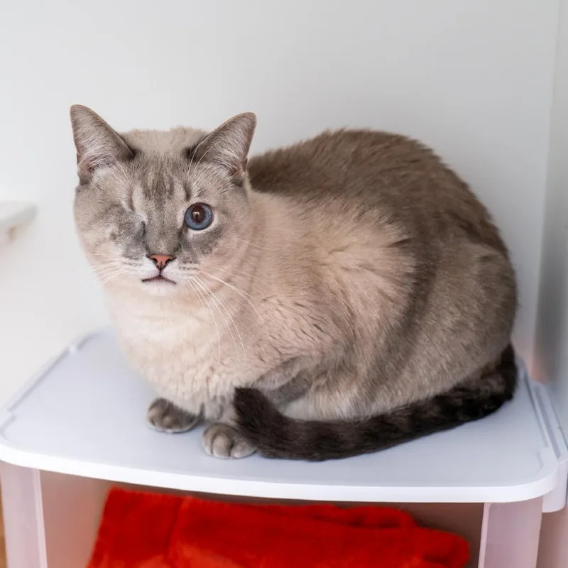 An adult large-sized male Siamese cat named Simon for adoption in New York, NY