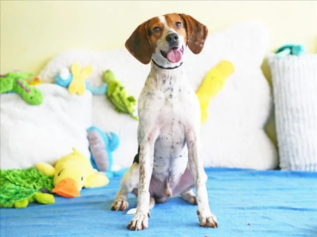 An adult medium-sized male Beagle dog named Patrick for adoption in Tavares, FL