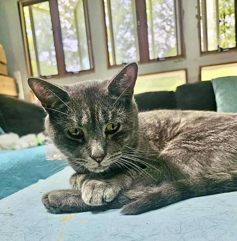 Spaceman thumbnail 4