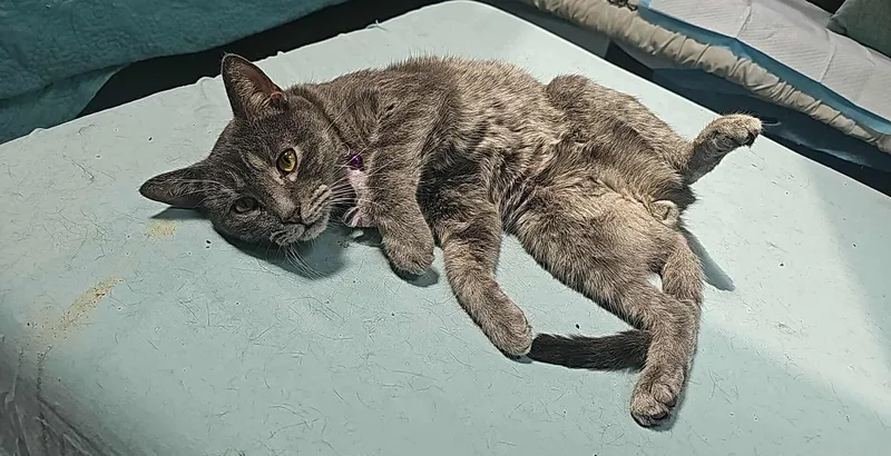 Spaceman thumbnail 5