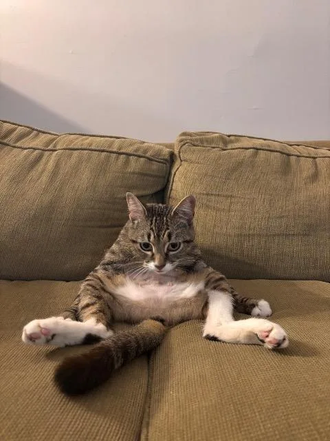 A young medium-sized female Domestic Short Hair cat named Recorder for adoption in Cincinnati, OH