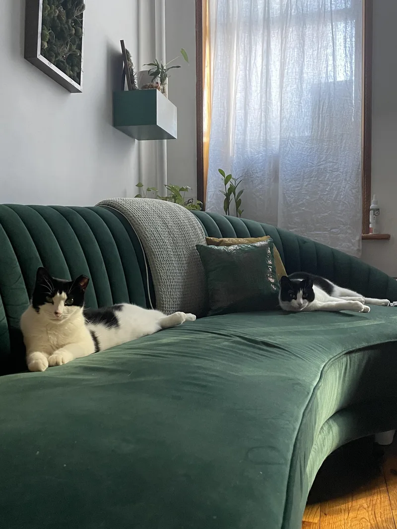 The Bellas thumbnail 2